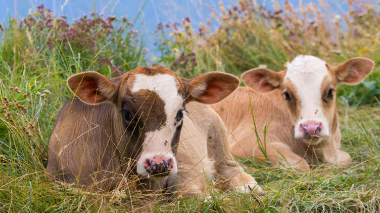 L Allevamento Di Bovini Nel Mondo